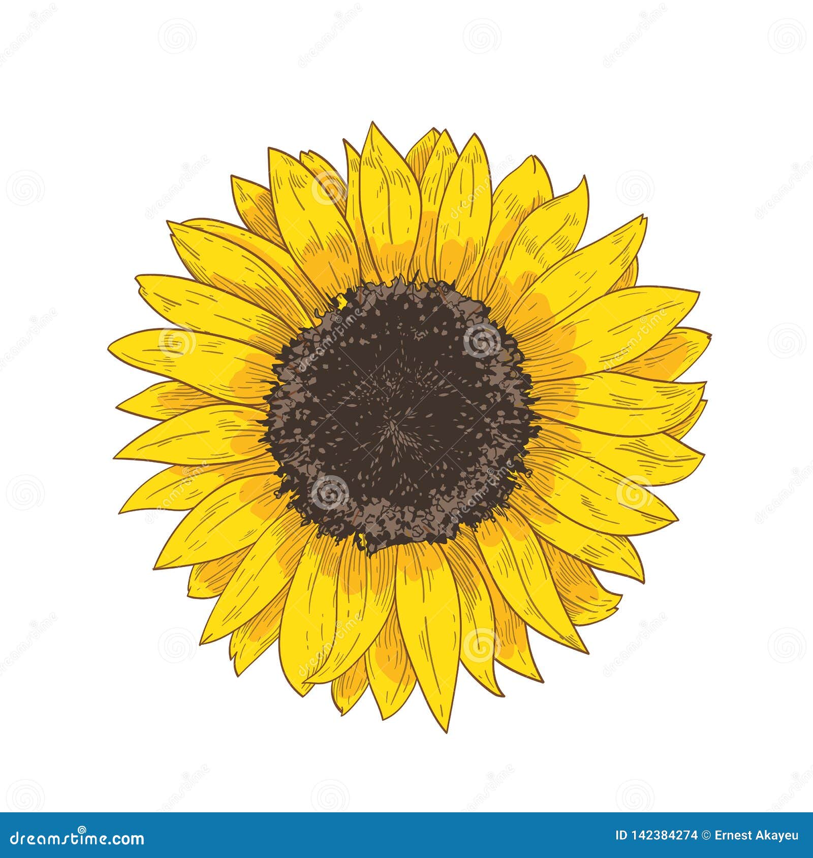 Dibujo Realista Natural Elegante De La Cabeza Del Girasol Detalle O Pieza De La Flor Magnífica O De La Mano Cultivada De La Cosec Ilustración del Vector - Ilustración de estilo, cubo: Dibujo Realista Natural Elegante De La Cabeza Del Girasol Detalle O Pieza De La Flor Magnífica O De La Mano Cultivada De La Cosec Ilustración del Vector - Ilustración de estilo, cubo: