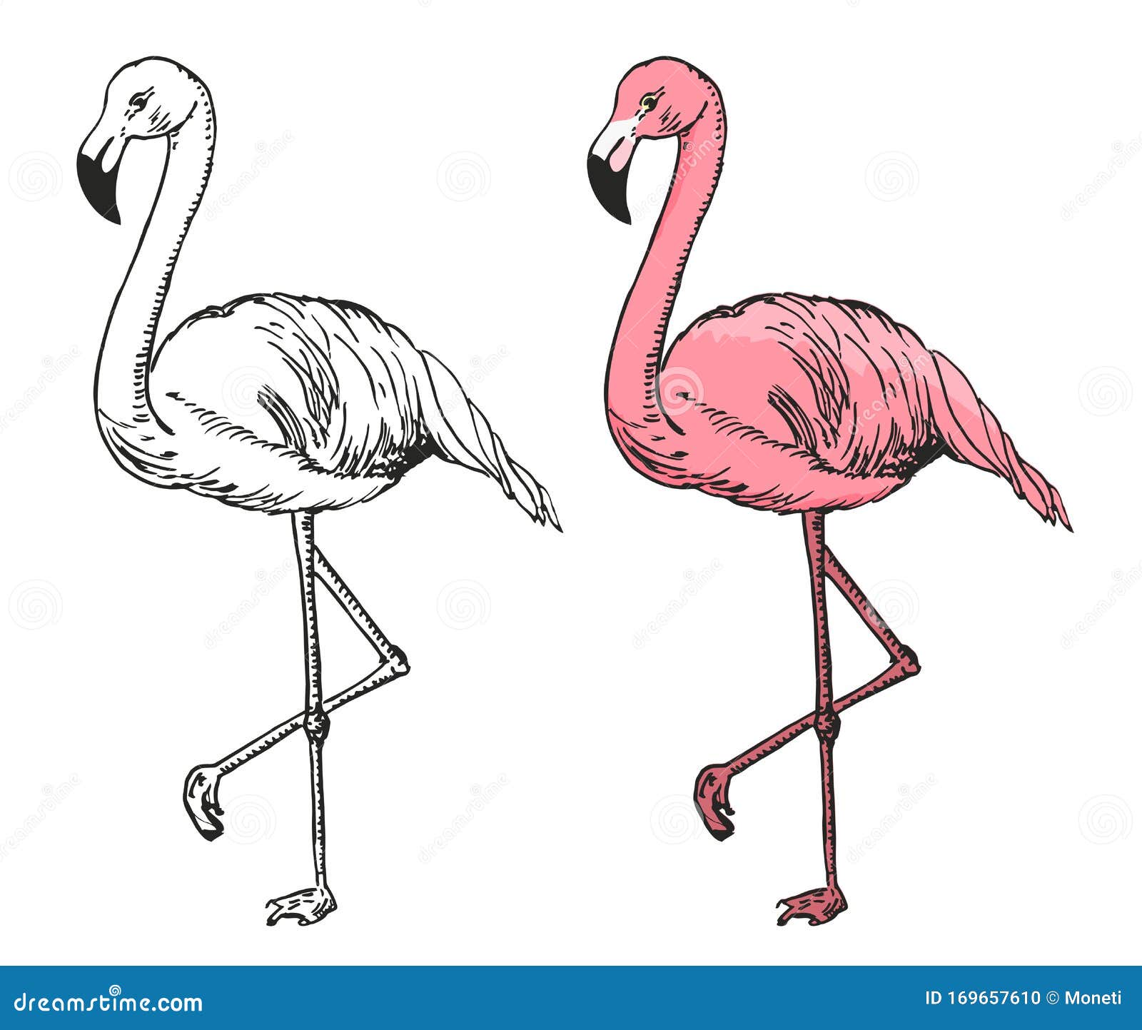 Dibujo Vectorial De Dibujo Flamenco Flamingo De Dibujo En Blanco Y Negro Y  Pájaro Exótico Ilustración del Vector - Ilustración de travieso,  estilizado: 169657610