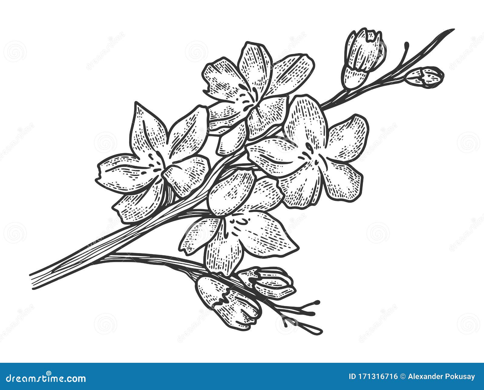 Dibujo Vectorial Del Boceto De Cerezo Ilustración del Vector - Ilustración de retro, tinta: 171316716 Dibujo Vectorial Del Boceto De Cerezo Ilustración del Vector - Ilustración de retro, tinta: 171316716