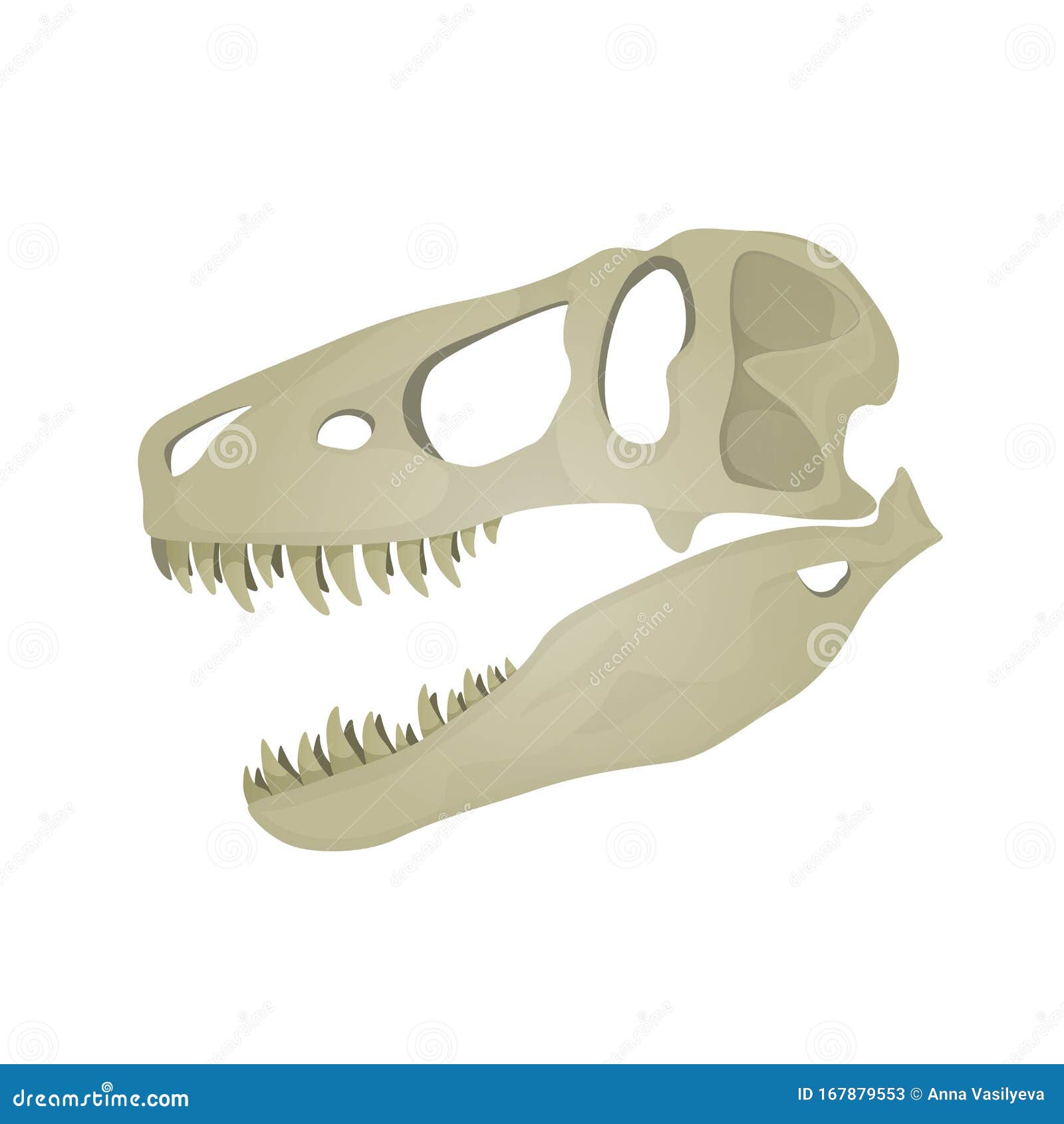 Dibujo Vectorial Del Cráneo Tyrannosaurus Rex Ilustración del Vector -  Ilustración de historia, animal: 167879553
