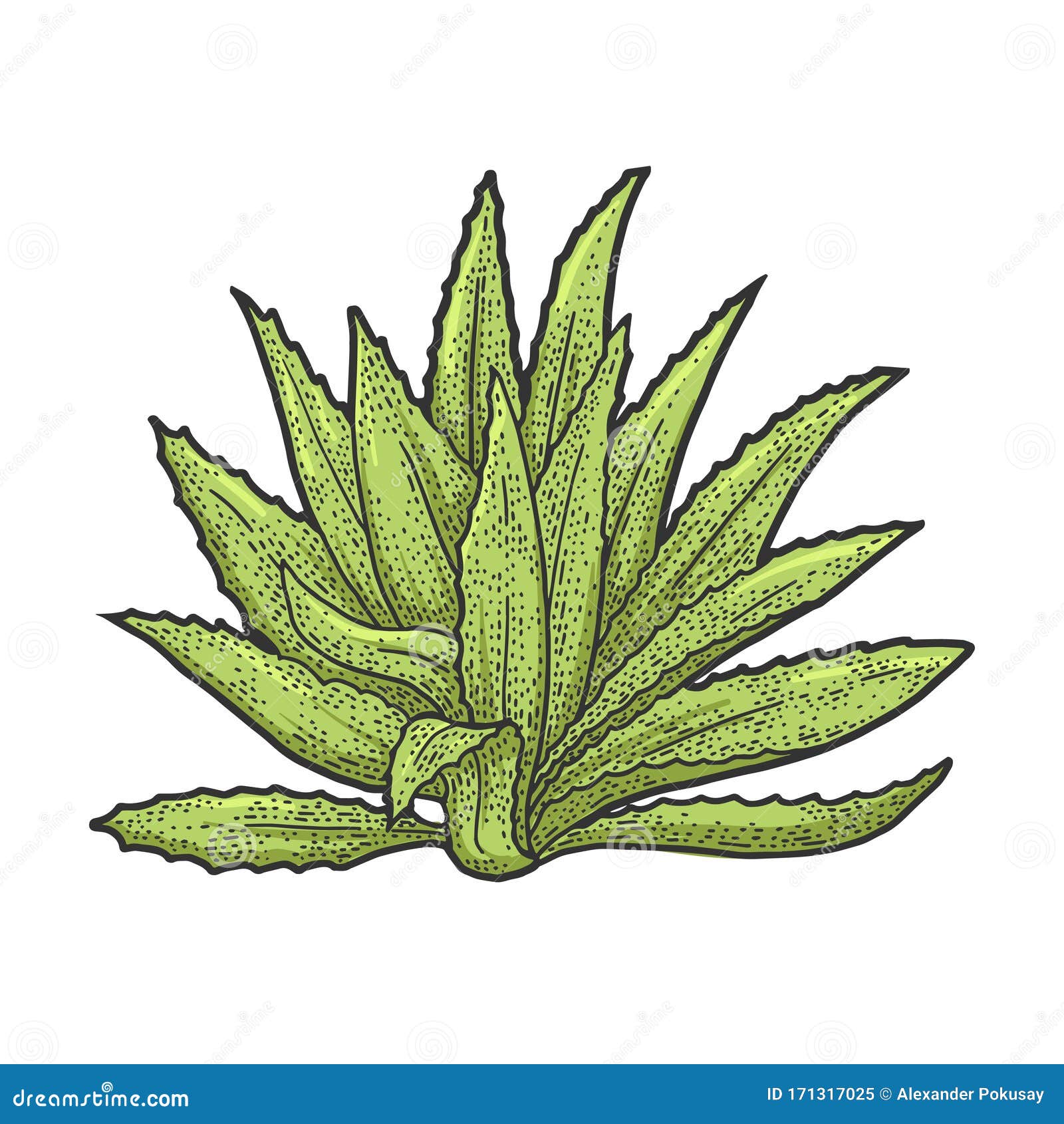 Dibujo Vectorial Del Esbozo De Planta Agave Ilustración del Vector -  Ilustración de america, tatuaje: 171317025