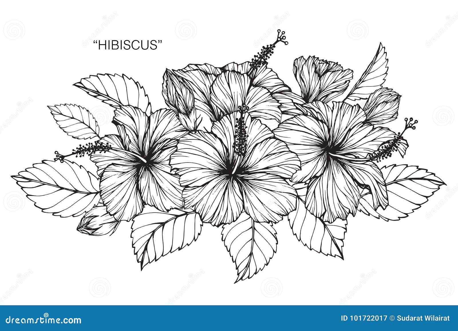 Dibujo Y Bosquejo De La Flor Del Hibisco Ilustración del Vector -  Ilustración de aislado, bosquejo: 101722017
