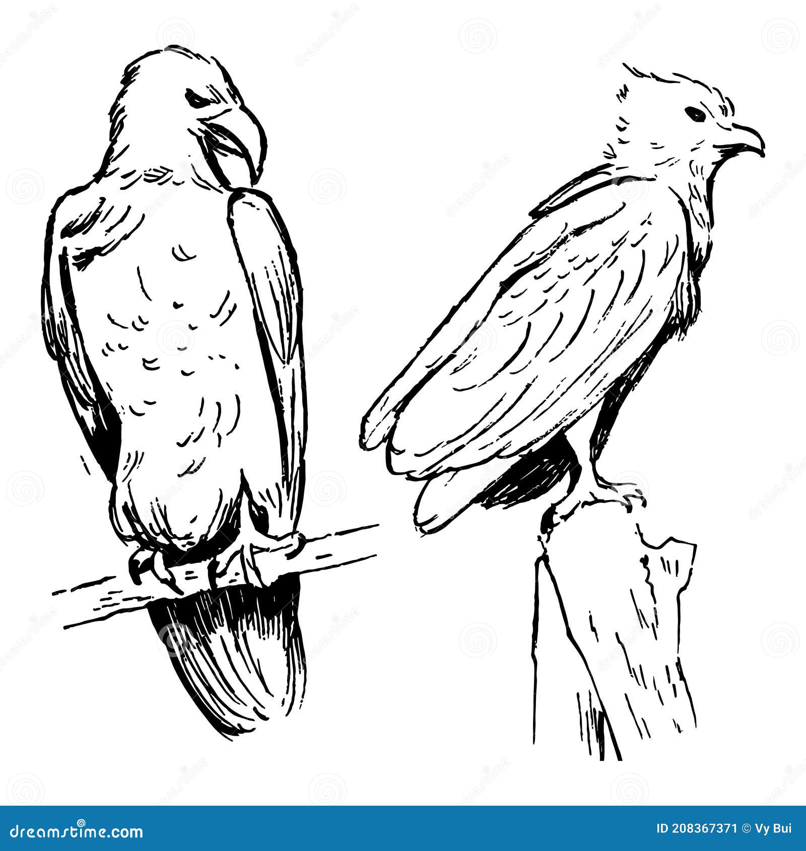 Dibujos De Tinta De águila. Pájaro Vector Simple Ilustración. Ilustración  Mínima Monocromática Con Un Estilo Poco Definido. Tema N Ilustración del  Vector - Ilustración de realista, aislado: 208367371
