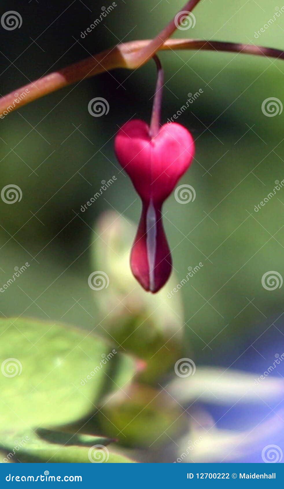 Dicentra stock photo. Image of early, dicentra, plants 12700222
