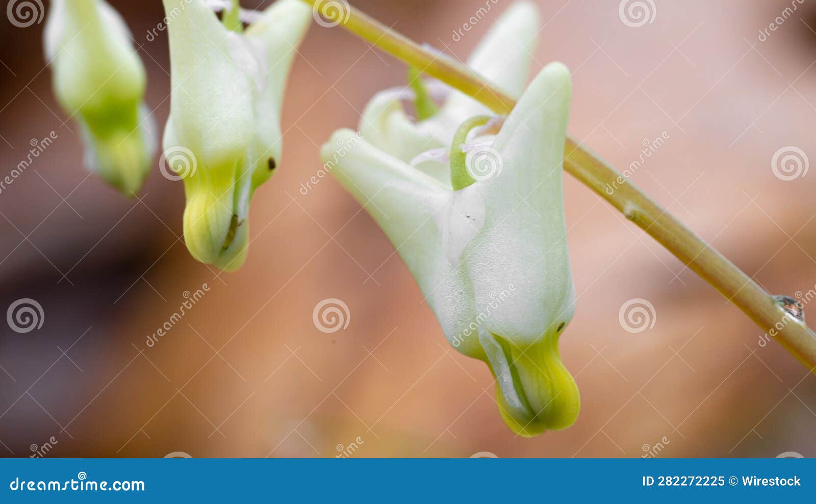 Dicentra Cucullaria with Water Drops Stock Image Image of garden, environment 282272225