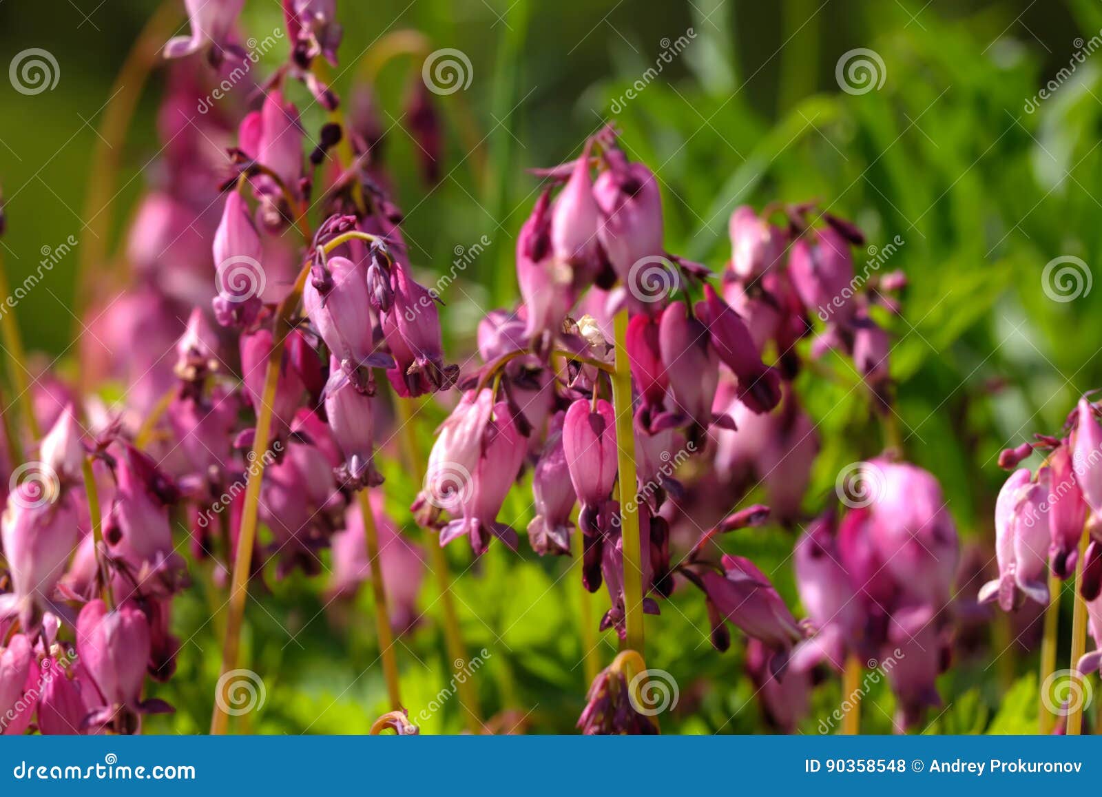 Dicentra Flower. Spring Garden. Stock Photo Image of growing, focus