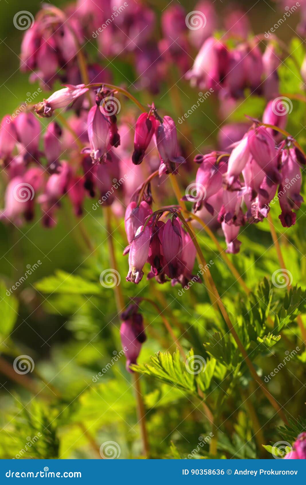 Dicentra Flower. Spring Garden. Stock Photo Image of gardens