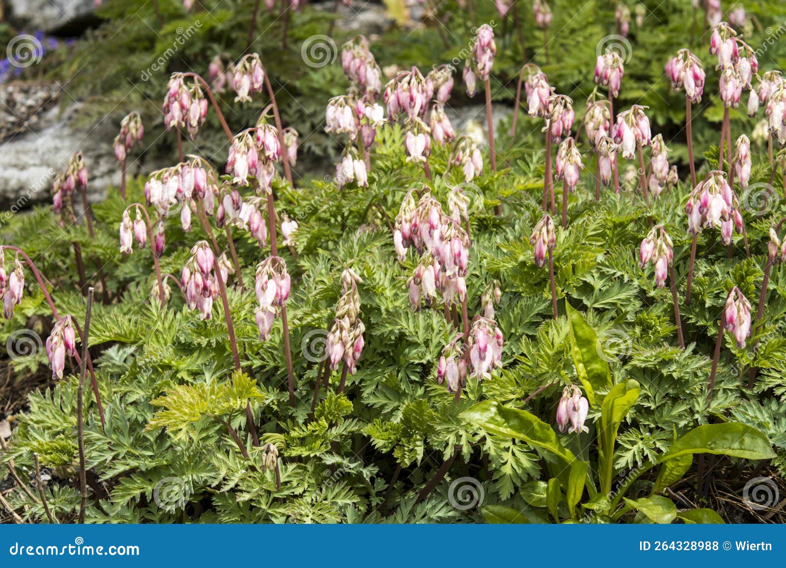 Dicentra Formosa Subsp. Oregona Stock Photo Image of subsp, leaves