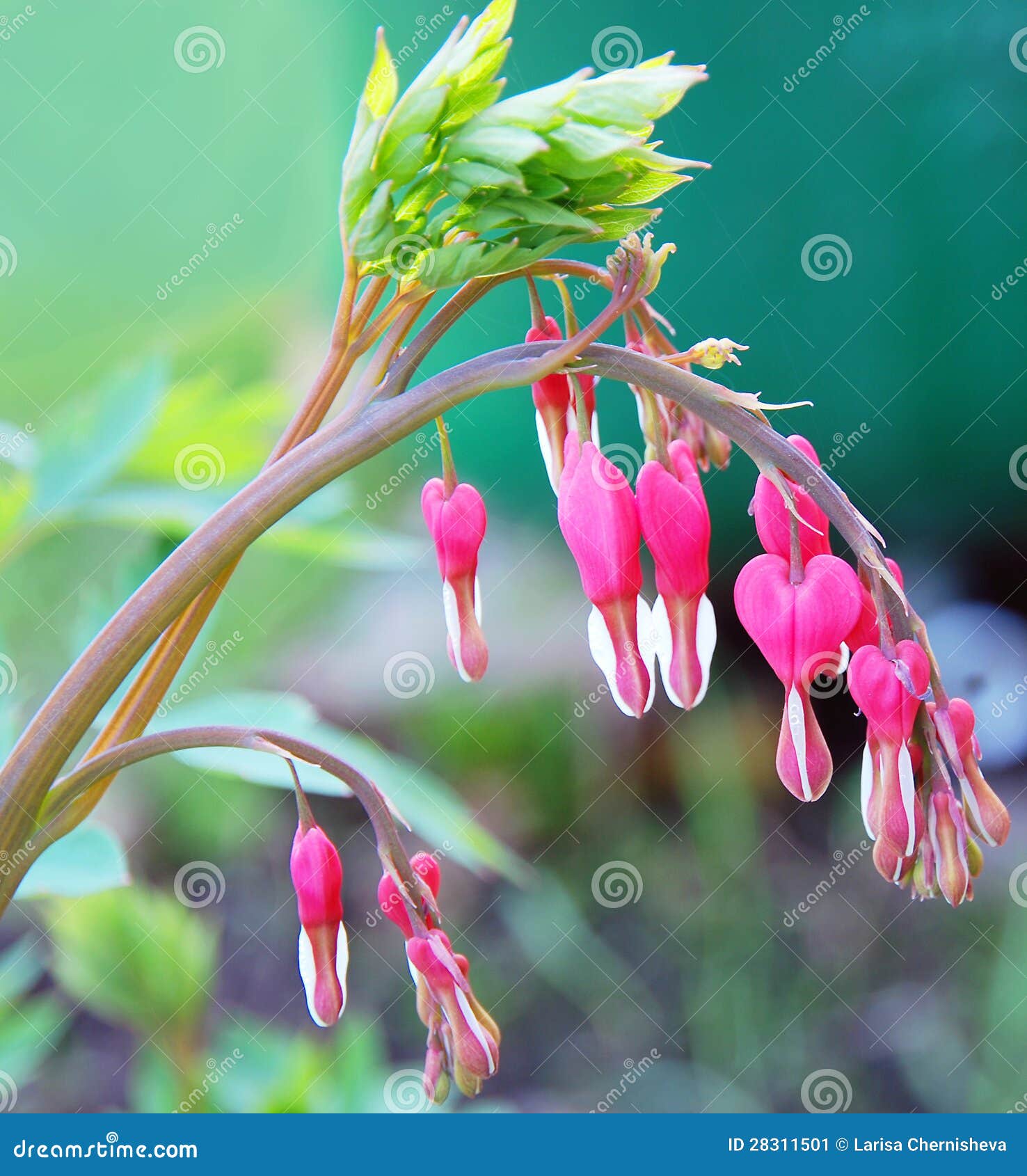 Dicentra spectabilis stock image. Image of leaves, grass 28311501