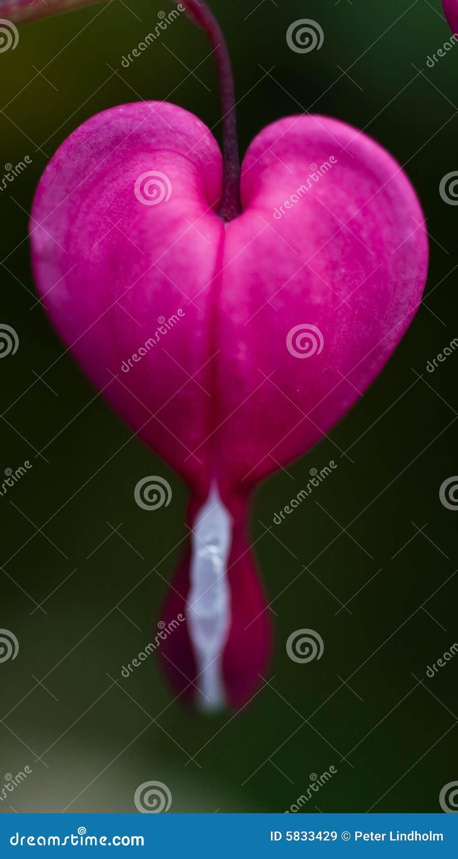 Dicentra Spectabilis stock image. Image of nature, japanese 5833429