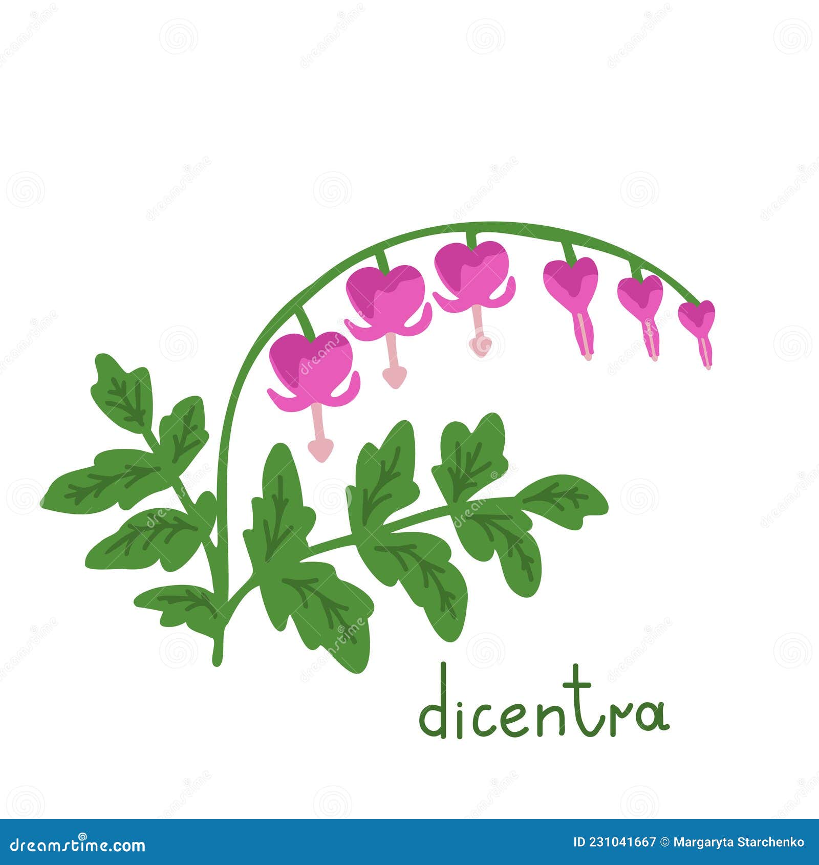 DIcentra Vector Illustration Stock Vector Illustration of dicentra