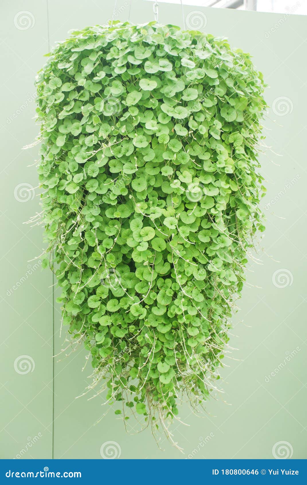 dichondra repens plant is grown at the nursery