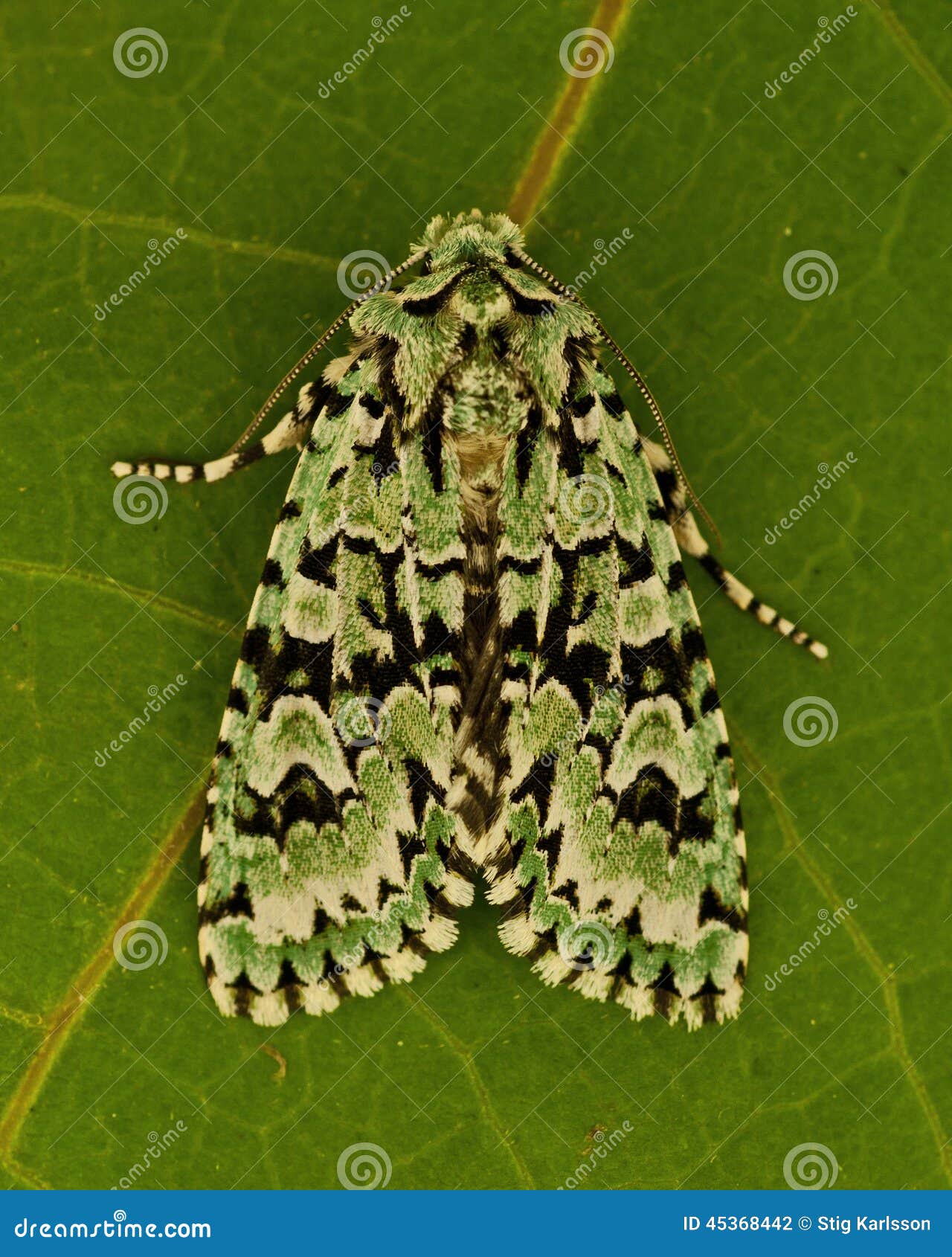 Merveille du Jour, Dichonia aprilina moth on a leaf