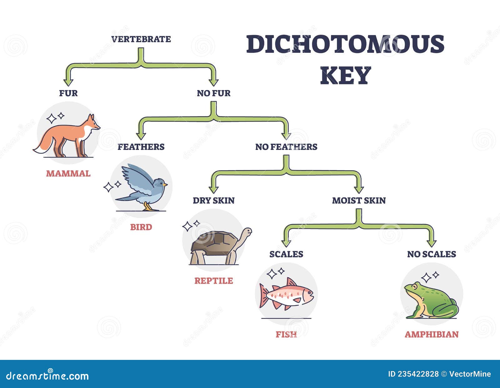 Dichotomous Clipart And Illustrations dichotomous-clipart-and-illustrations