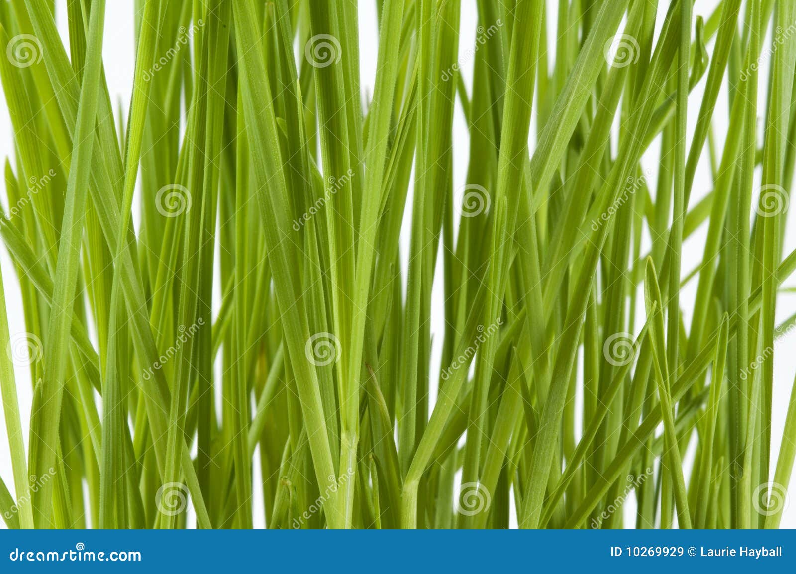 Dichte omhooggaand van Wheatgrass. De achtergrond van jonge wheatgrass, sluit omhoog.