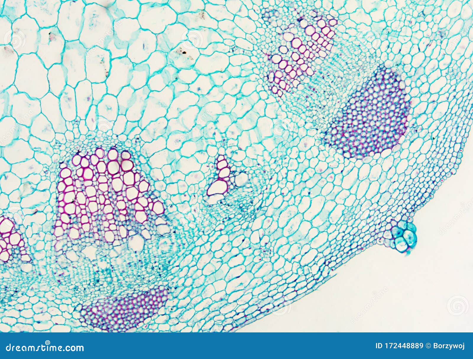 dicotyledon stem - microscopic view