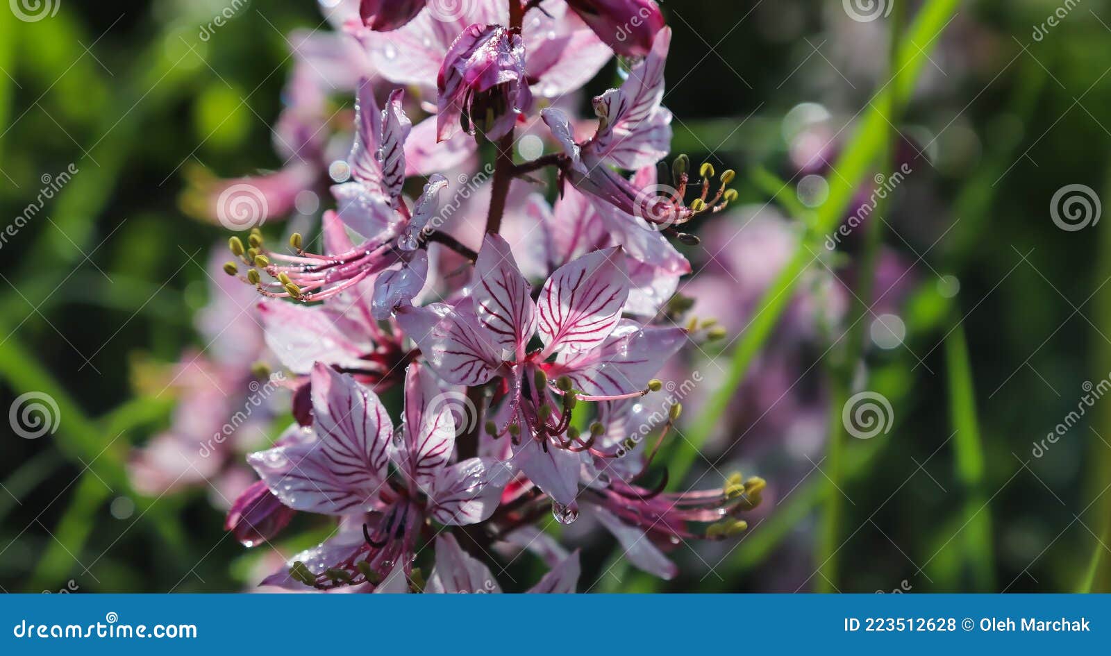 dictamnus. pink-purple flowers bloom in the wild in drops