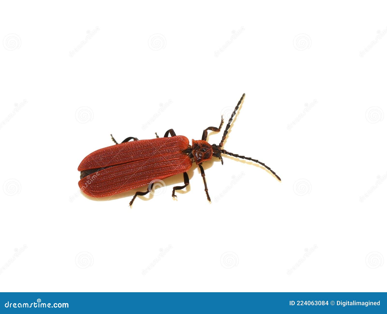 Dictyoptera Aurora Red Golden Net-wing Beetle Stock Photo - Image of ...