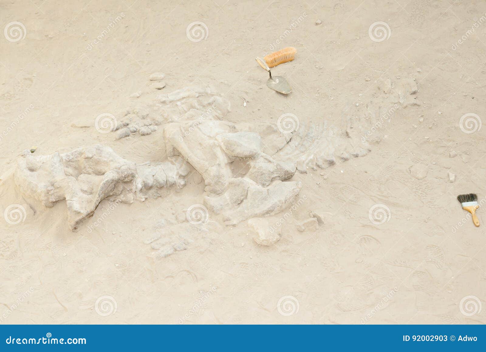 Dicynodont Dinosaur Bones Excavation Argentina Stock Image Image of