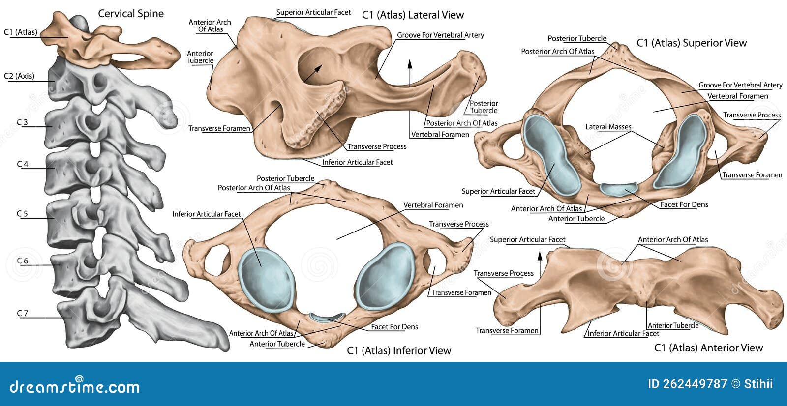 board cervical spine, first cervical vertebra