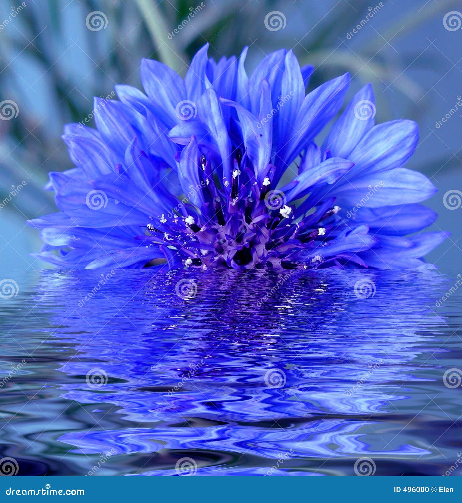 Die Blume Reflektiert Im Wasser Stockfoto Bild Von Wasser Blume