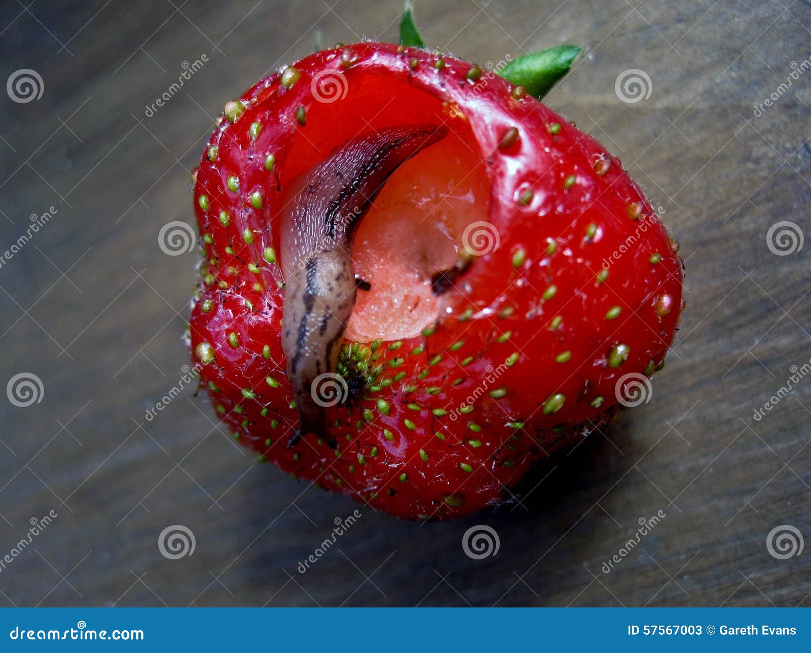 Die Erdbeere Und Die Schnecke Stockbild - Bild von erdbeere, garten:  57567003