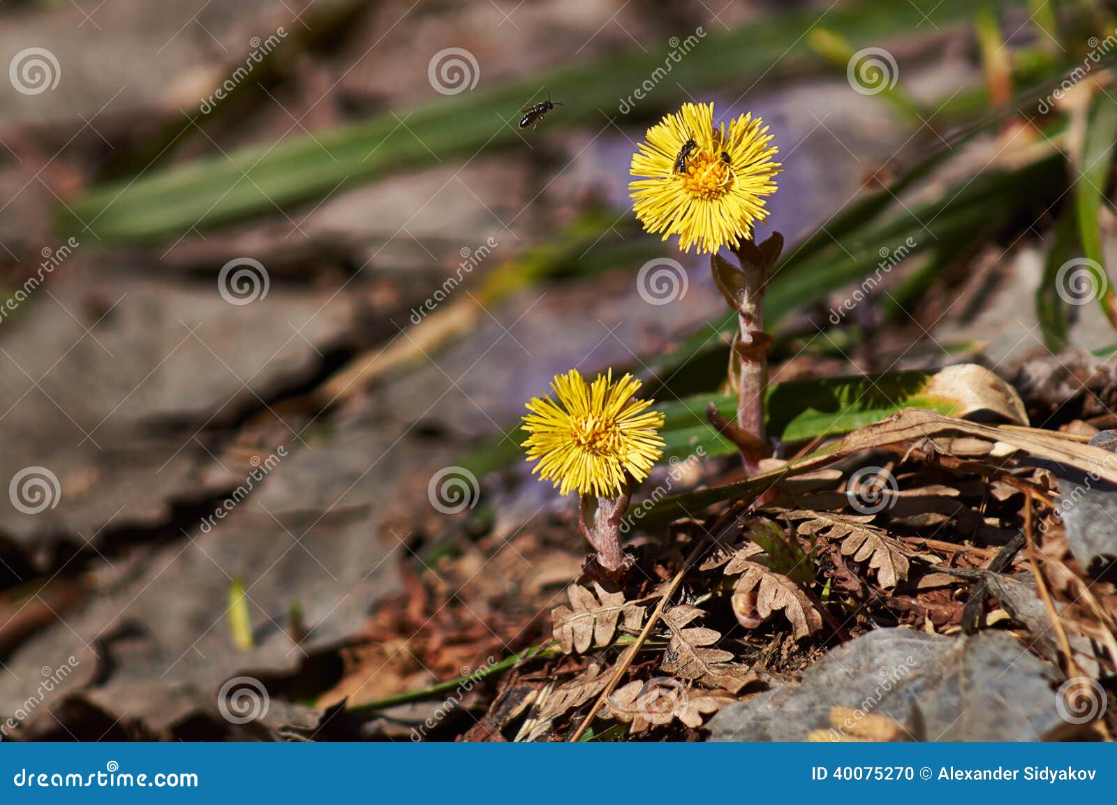 Die Ersten Frühlingsblumen an Wald Aufgetaut. Stockfoto - Bild von