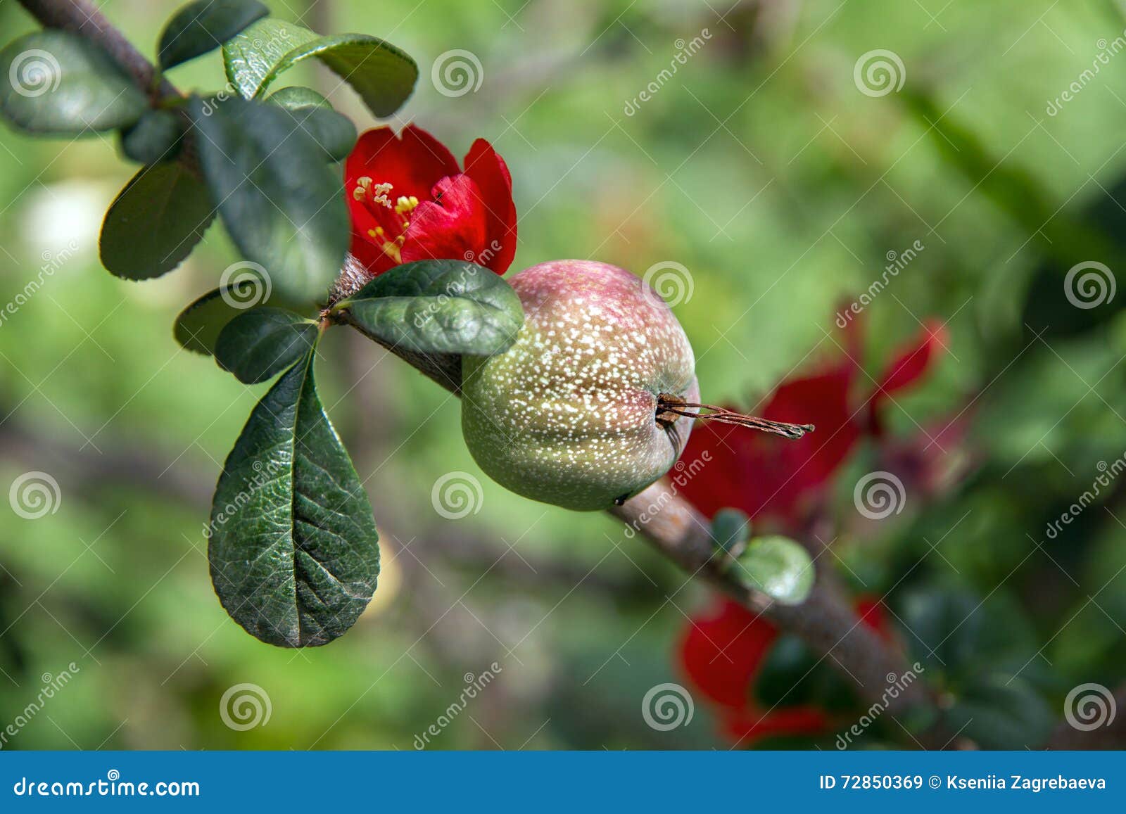 Die Frucht Auf Dem Baum Mit Roten Blumen Stockbild - Bild von sommer ...