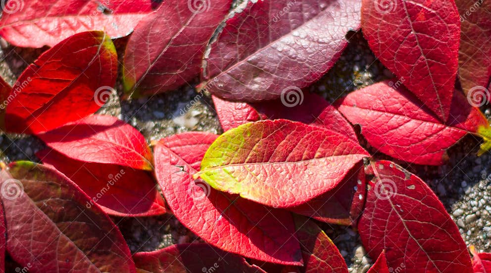Die Gefallenen Roten Blätter Von Heidelbeeren Stockbild Bild von