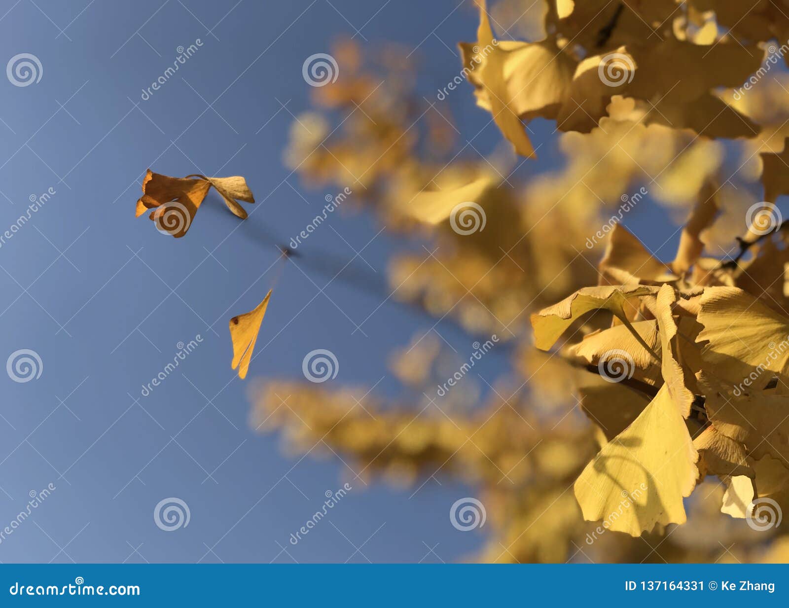 Die gelben Blätter von Ginkgo biloba unter dem blauen Himmel. Ginkgo biloba ist eins der ältesten Baumspezies in China und in Ost-China weit verteilt Ginkgoblätter ähneln chinesischen faltenden Fans und drehen sich golden im Herbst Sie sind sehr elegant und ausgezeichnet In China wenn ist die Farbe von Kaiser gelb und Tempel, die Bäume mit goldenen Blättern werden häufig um aristokratische Gärten und Tempel gepflanzt