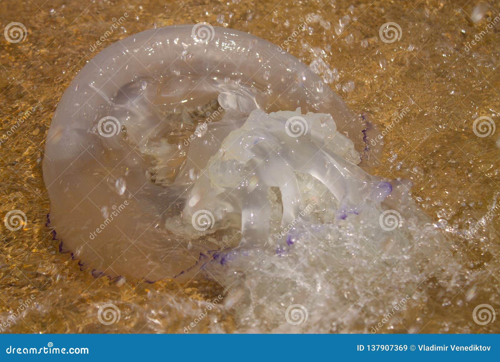 Die Giftige Qualle Liegt Auf Dem Strand, Auf Dem Sand Stockbild - Bild ...