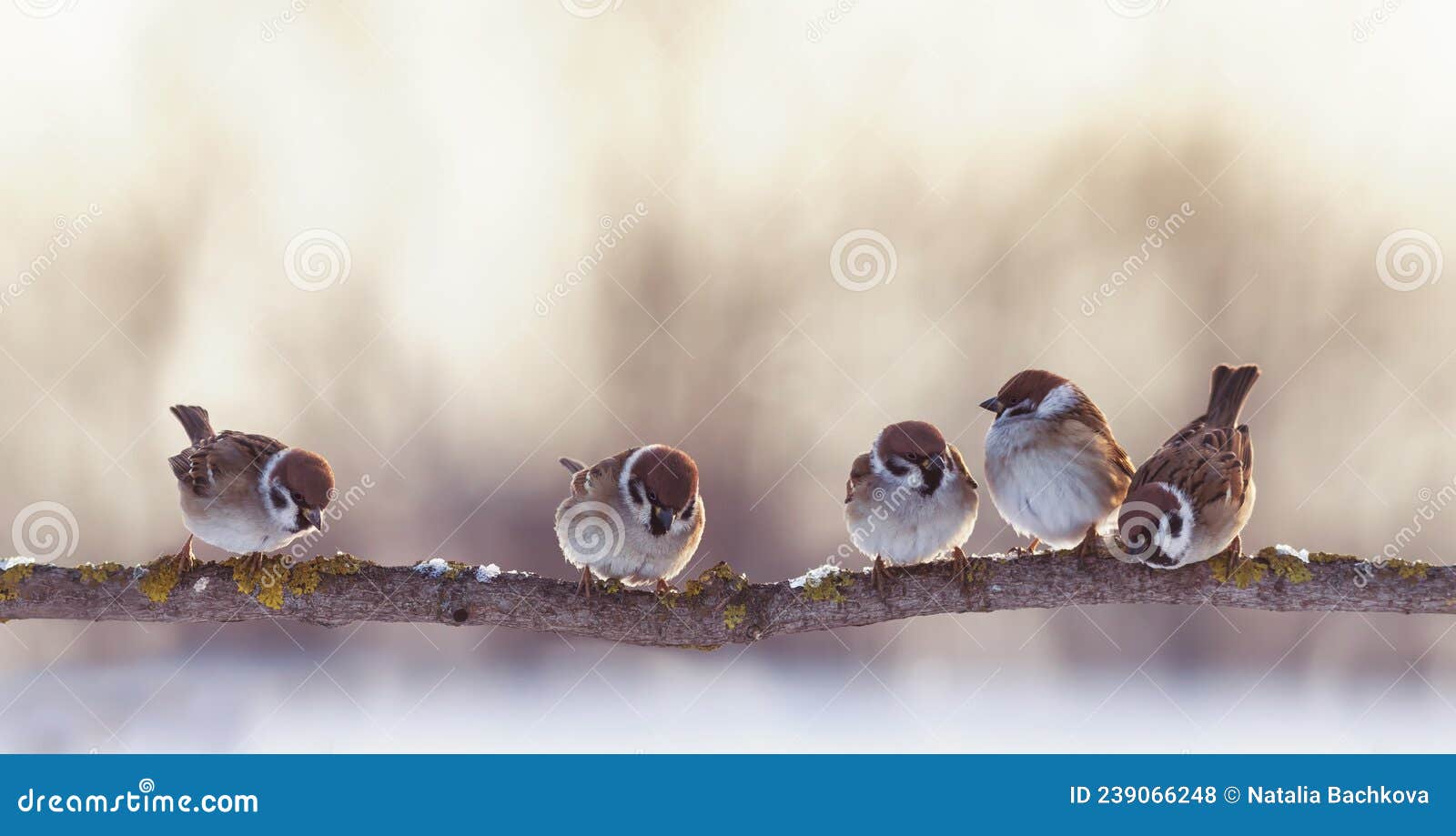 Die Herde Seltsamer Vogelspatzen Sitzen Auf Einem Ast Im