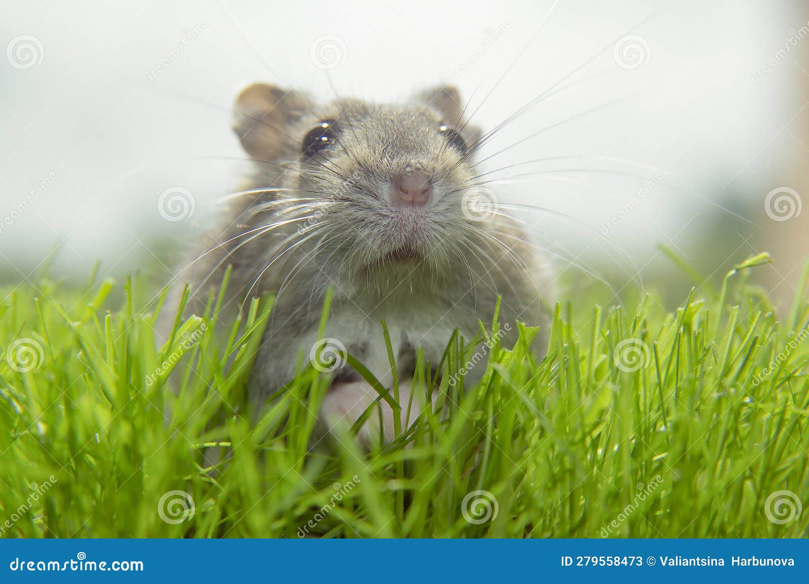 Die Muzzle Eines Zungarischen Hamsters. Eine Graue Maus Sitzt Auf Dem Gras  Stockbild - Bild von eingeschüchtert, porträt: 279558473