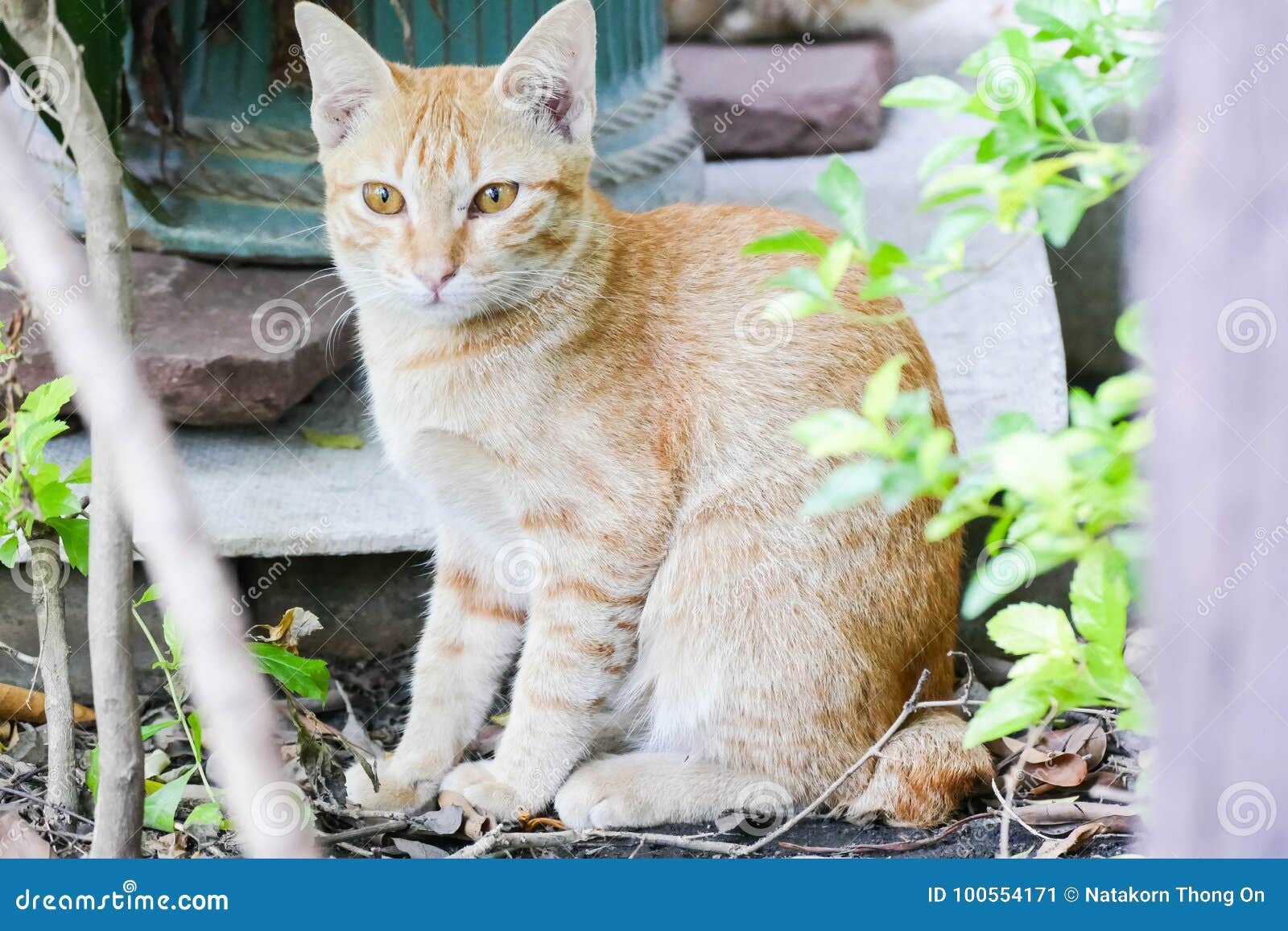 Die orange obdachlosen Leben in einem Tempel in Thailand. Die orange obdachlose Katze lebt in einem Tempel in Thailand Streukatze bleibt ein ruhiges ungelöstes Problem in Thailand