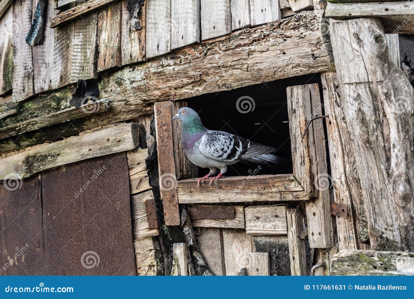 Die Taube sitzt im Fenster stockbild. Bild von farbe