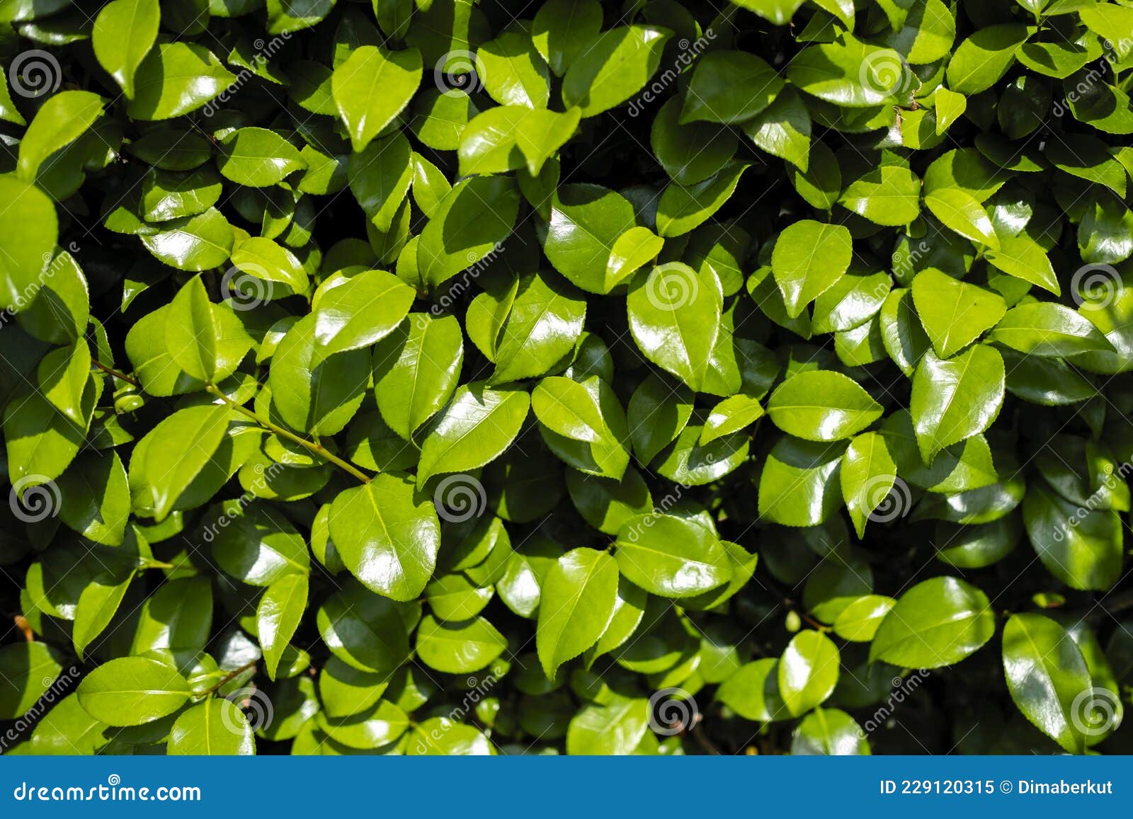 Die Textur Der Grünen Blätter Der Kamelie Japonica. Stockbild Bild