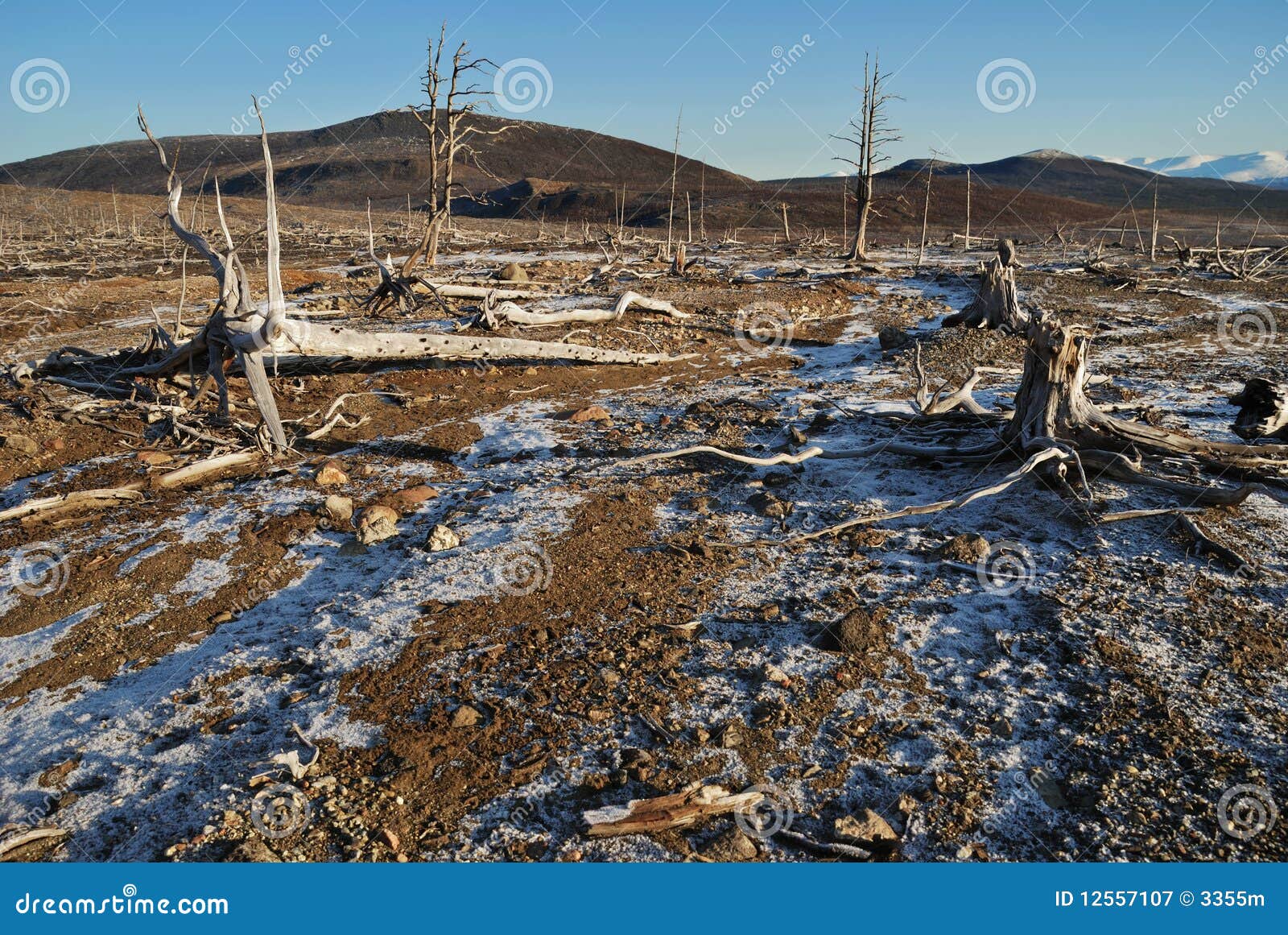Die toten Bäume stockbild. Bild von ökologie, abnutzung 12557107