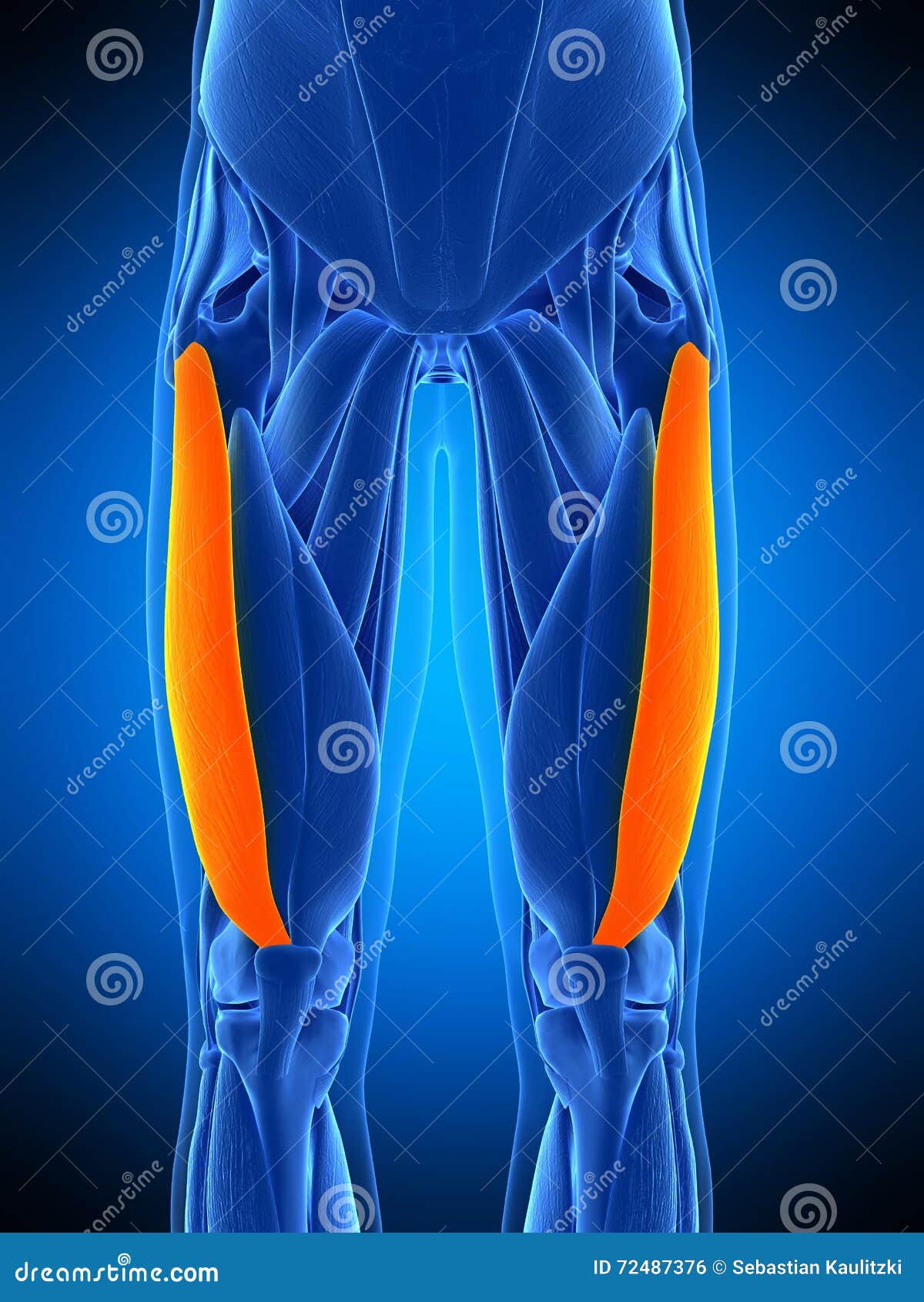 Die vastus lateralis stock abbildung. Illustration von genau 72487376