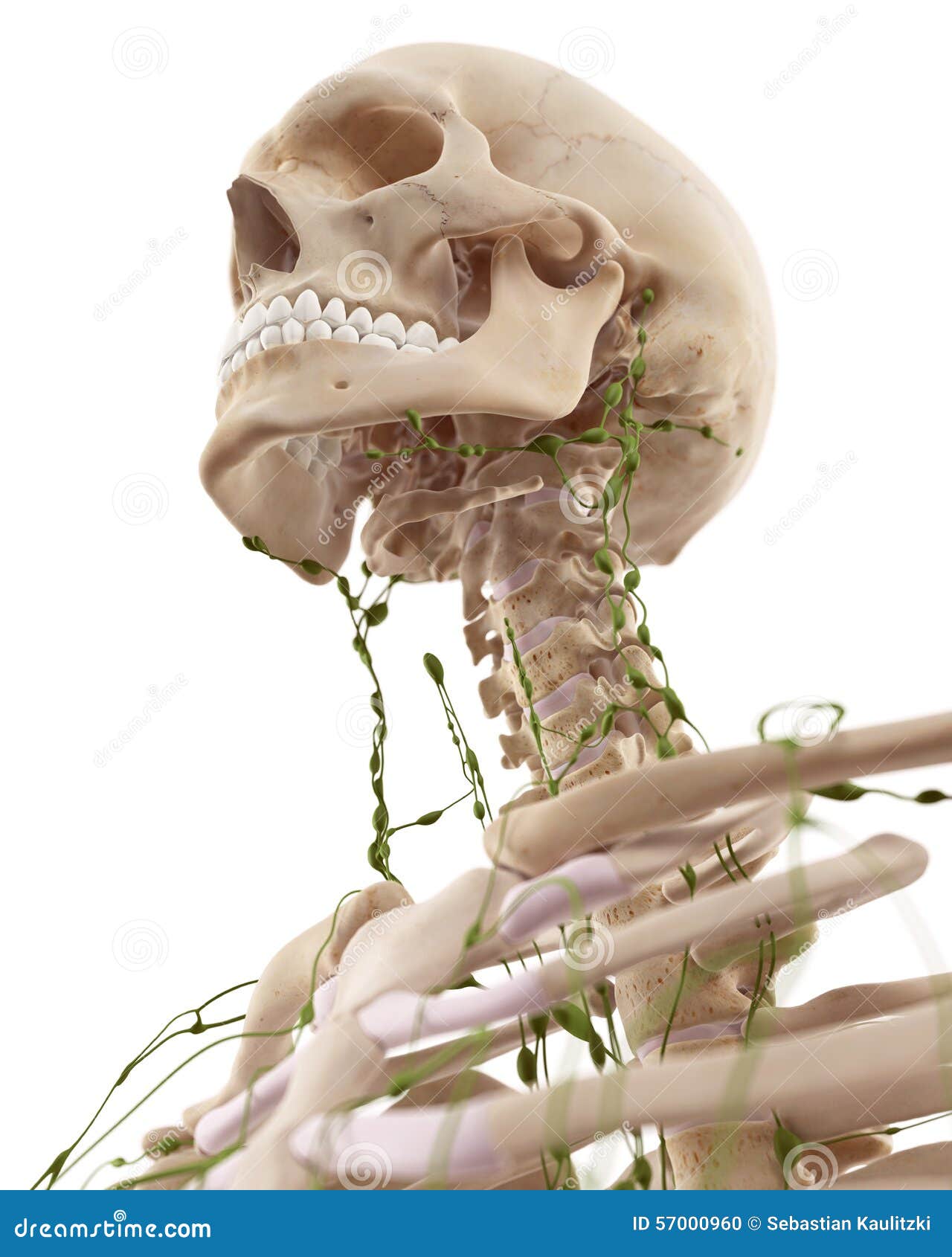 Die zervikalen Lymphknoten stock abbildung. Illustration von system