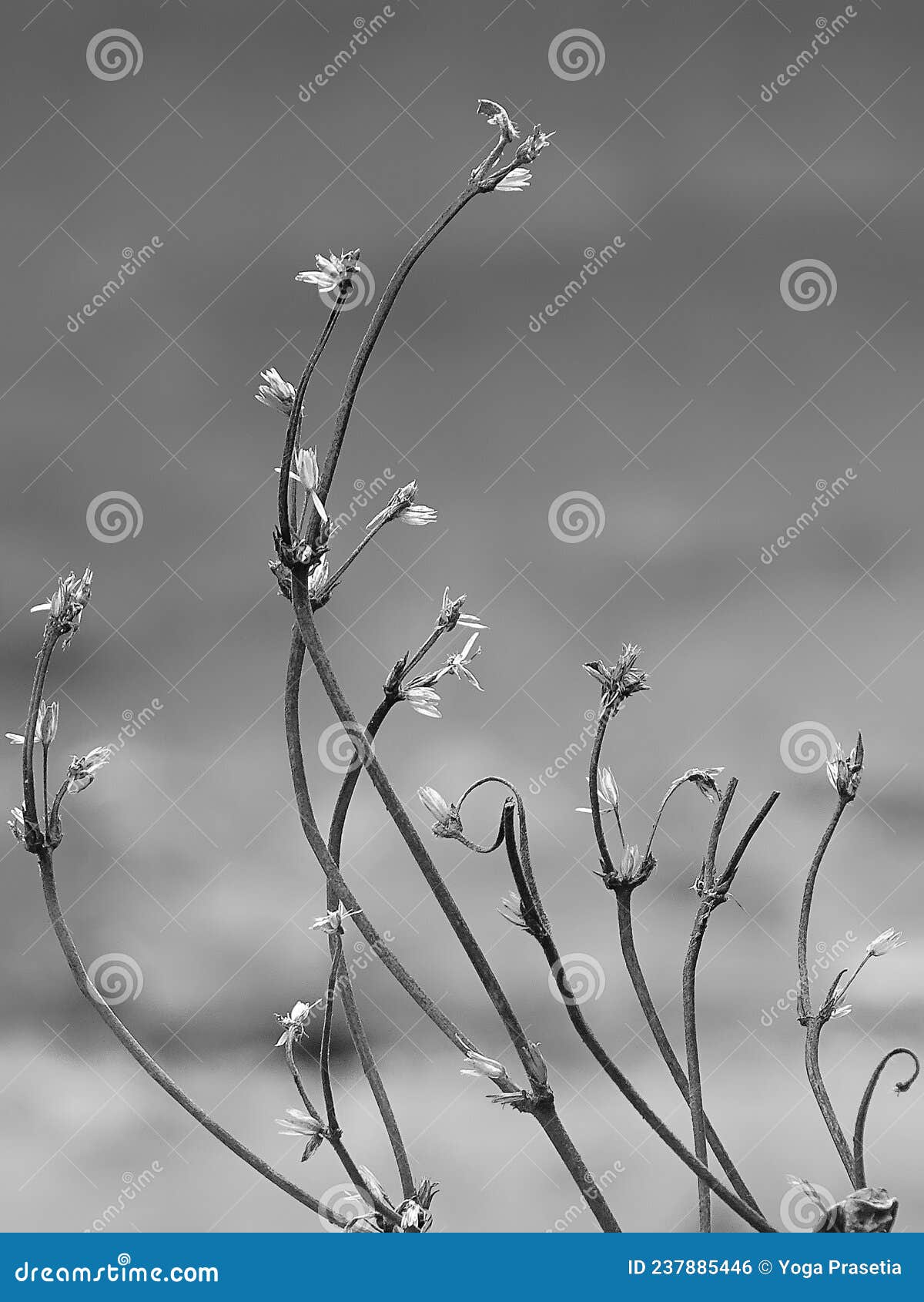 Died plant at summer stock photo. Image of summer, white 237885446