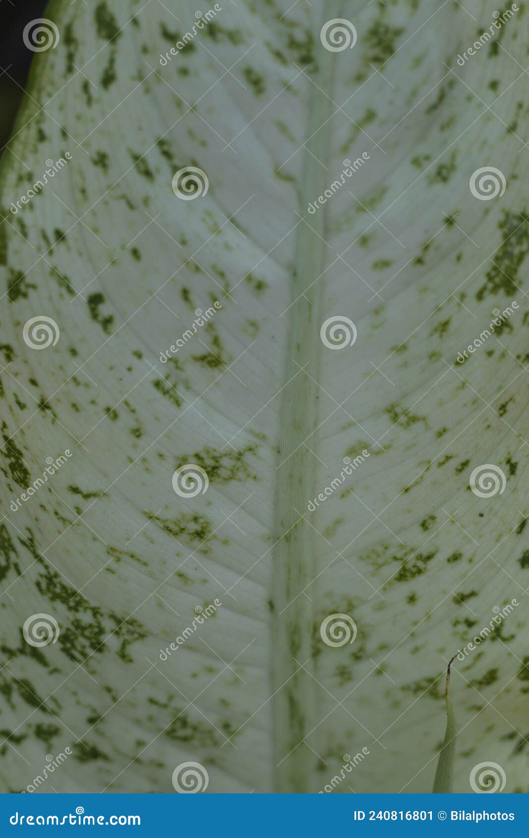 Dieffenbachia Dumb Cane Leaf Closeup Stock Image Image of background