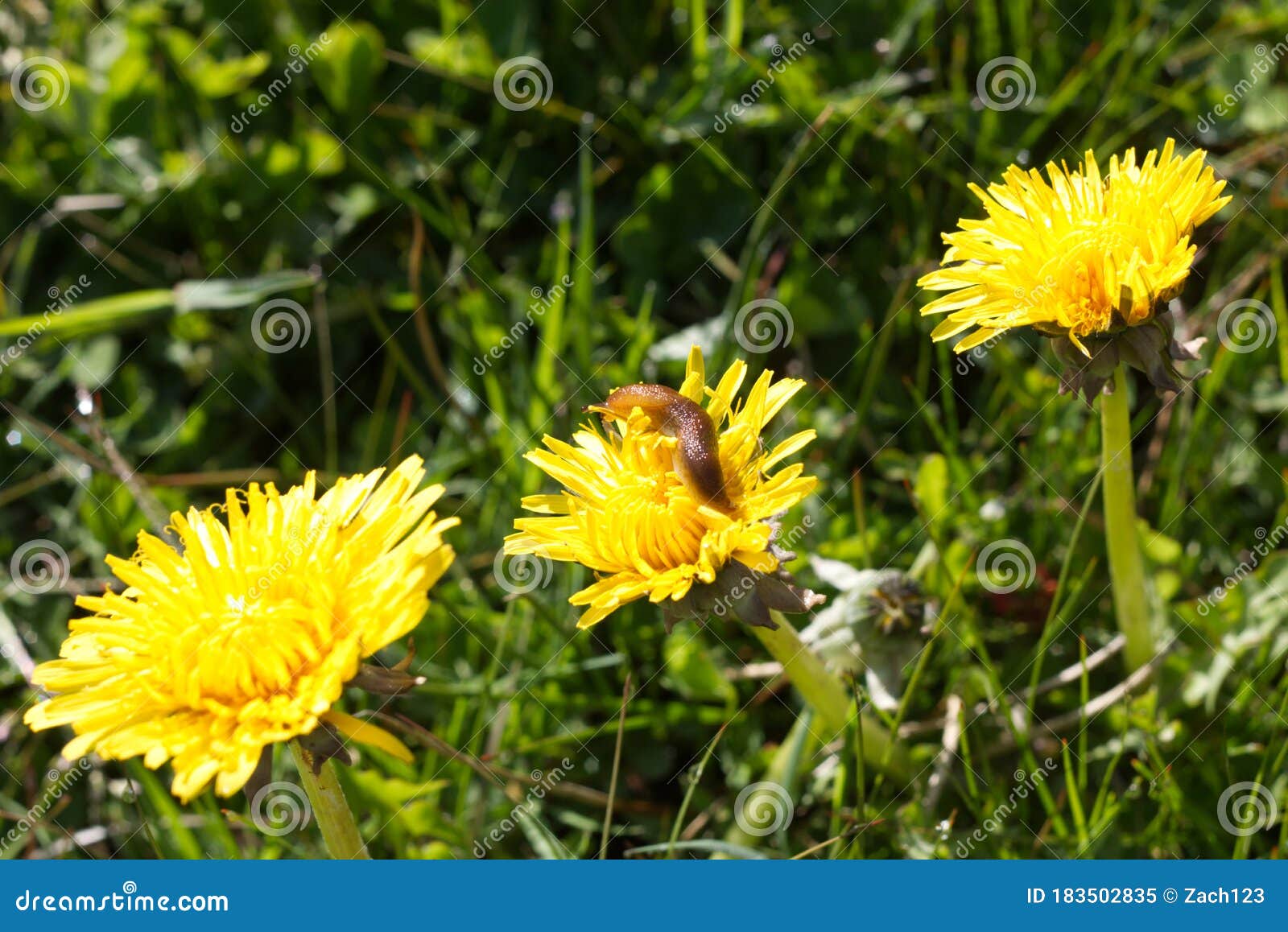 Diente De León Amarillo Brillante Con Una Babosa En Las Flores Imagen de  archivo - Imagen de abeja, flor: 183502835