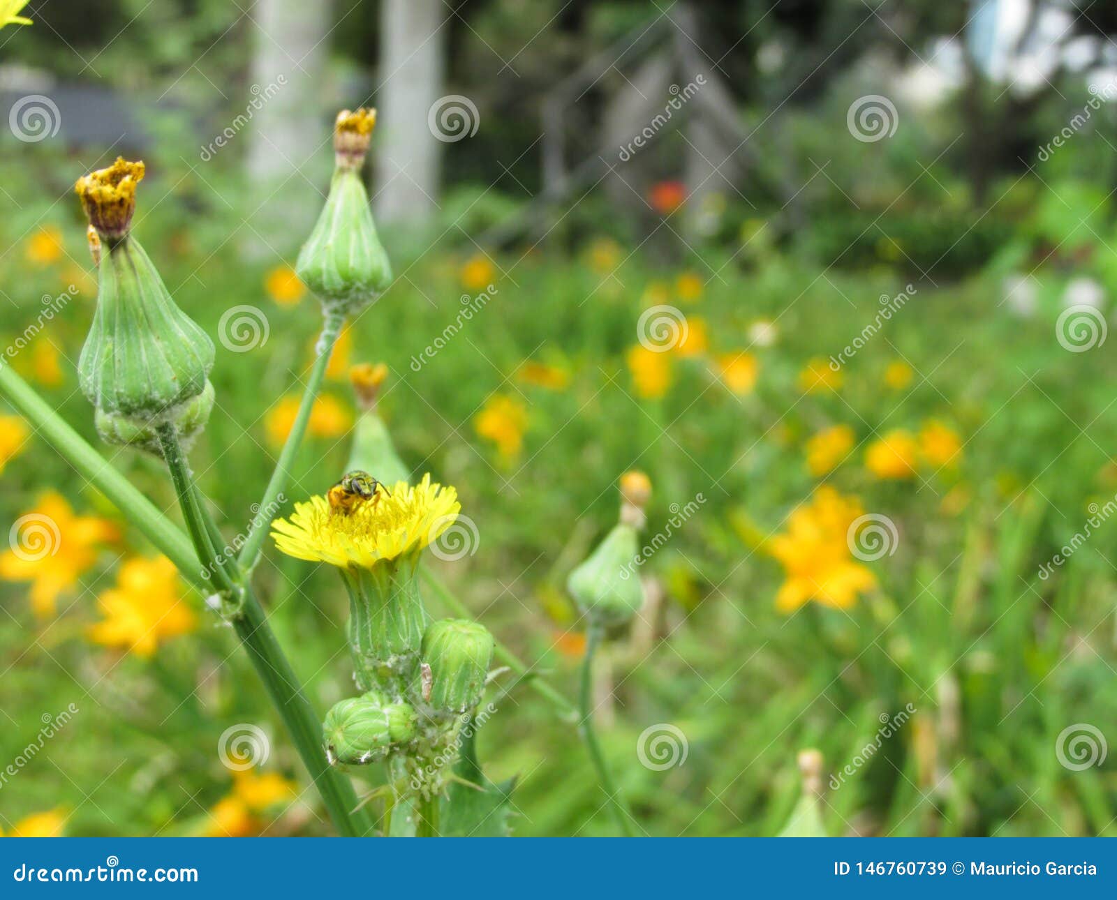 flor diente de leÃÂ³n amarilla abeja campo de lirios