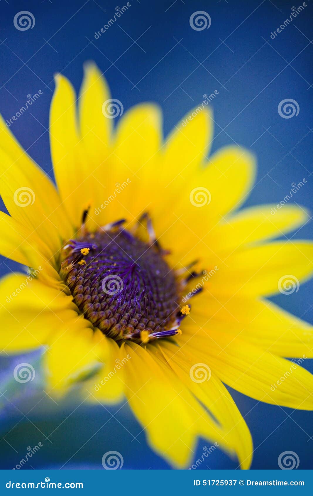 Diente de león amarillo fijado contra fondo azul. El tiro macro de la flor amarilla fijó contra un fondo azul vivo