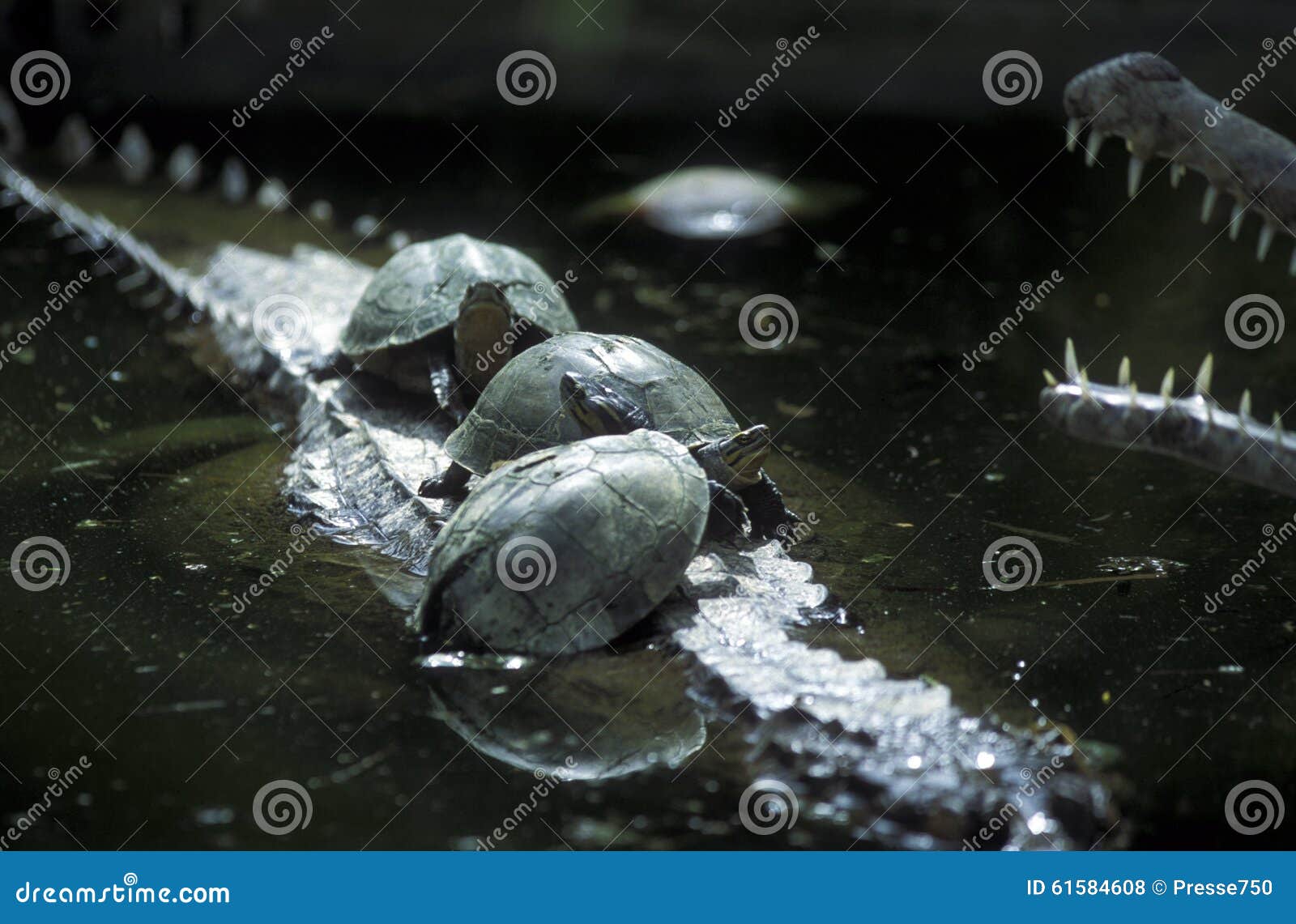 DIERLIJKE REPTIL DE SCHILDPADkrokodil VAN AZIË INDONESIË BALI. Schildpadden en krokodil op het eiland Bali in Indonesië in Zuidoost-Azië