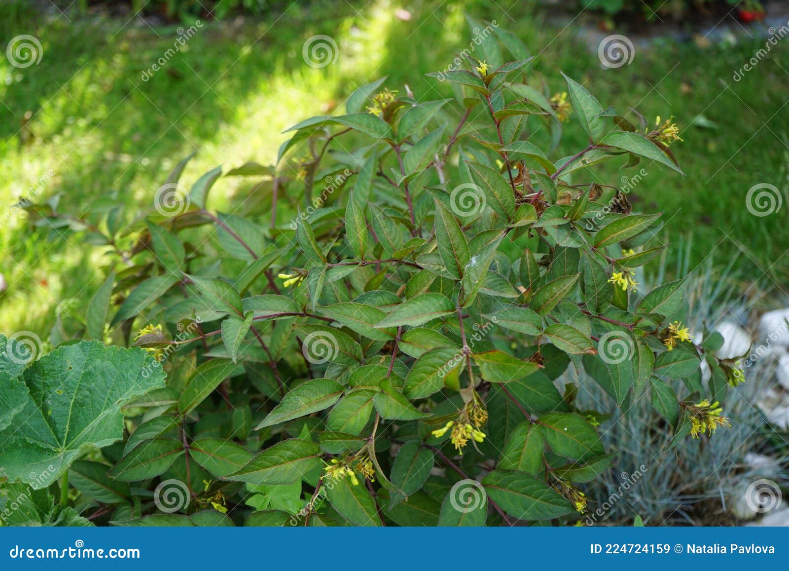 Diervilla Splendens `Diva` Blooms Yellow in June. Diervilla, or Bush Honeysuckle, is a Genus of Three Species Deciduous Shrubs. Stock Image - Image of family, 224724159