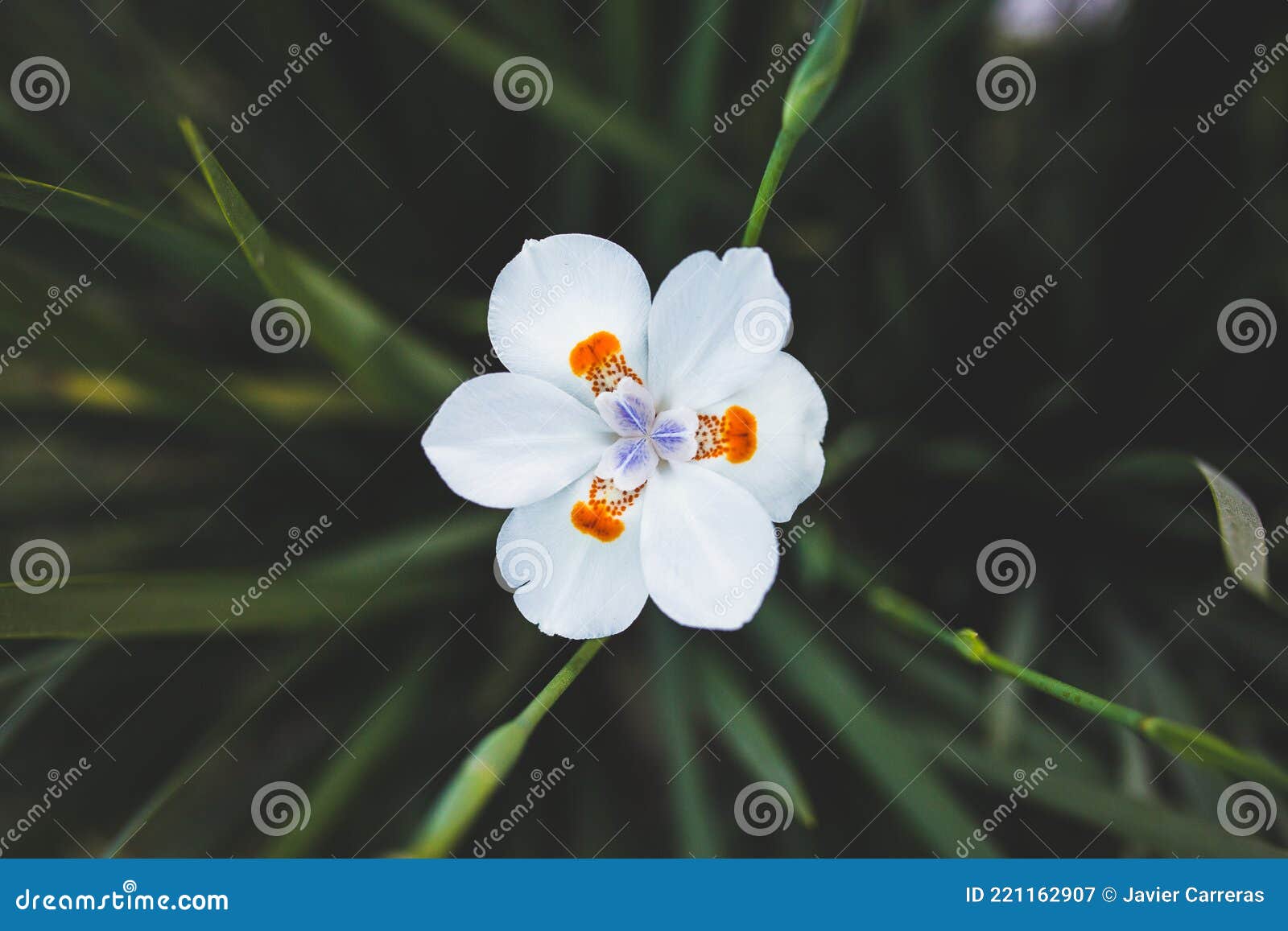 Dietes flower stock image. Image of blossom, meadow 221162907