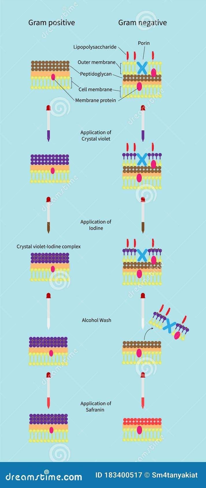 ilustração vetorial gram-positiva vs gram-negativa 8131530 Vetor