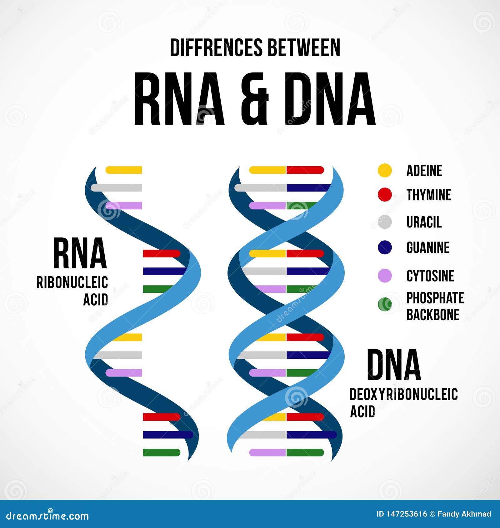 Diferencias Entre La DNA Y El ARN Stock de ilustración - Ilustración de  modelo, experimento: 147253616