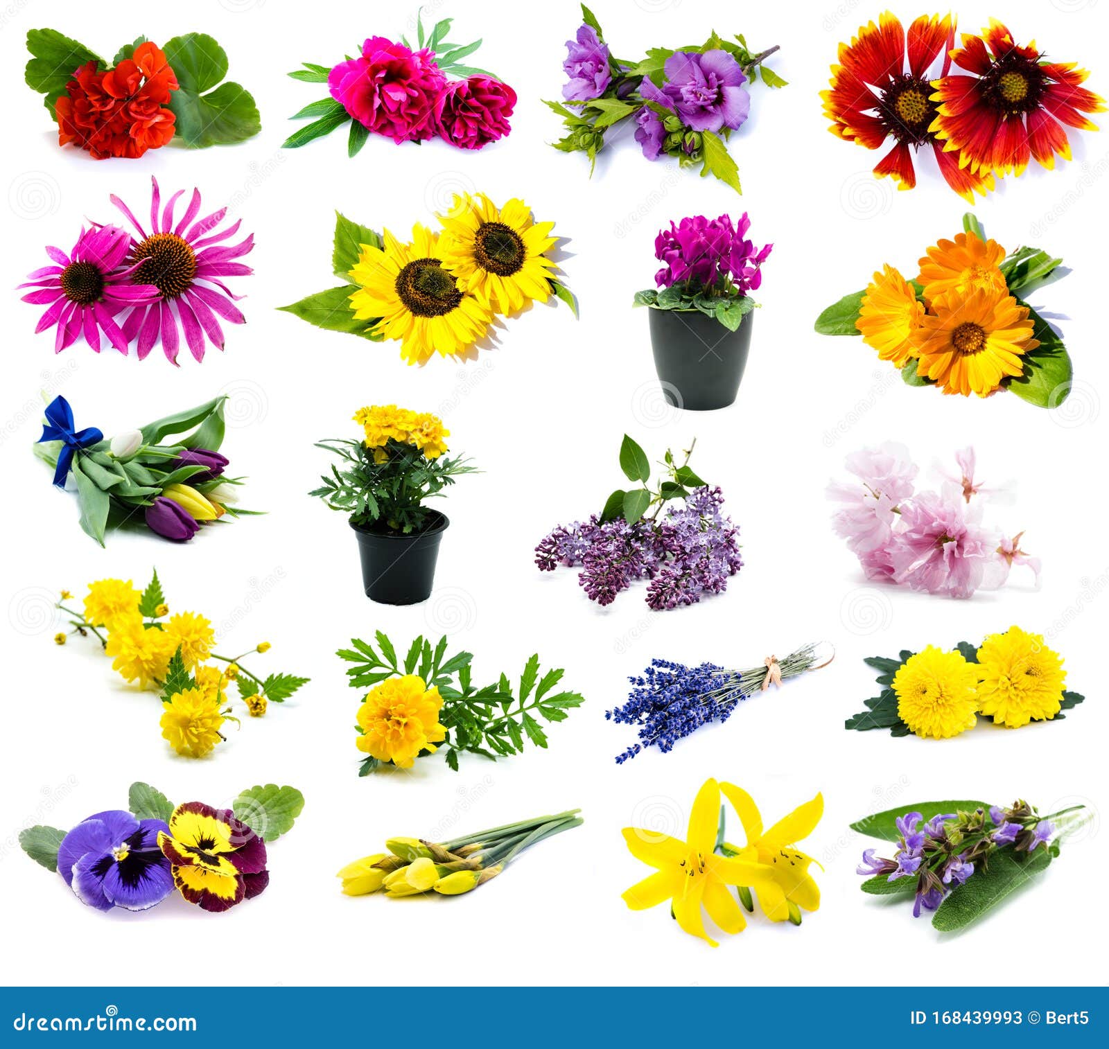 Diferentes Flores En Colegios Con Fondo Blanco Imagen de archivo - Imagen de maravilla, sabio: 168439993 Diferentes Flores En Colegios Con Fondo Blanco Imagen de archivo - Imagen de maravilla, sabio: 168439993
